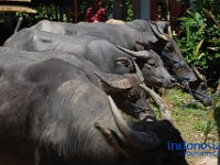 rambu-solo-tana-toraja-42