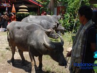 rambu-solo-tana-toraja-43