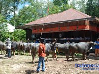rambu-solo-tana-toraja-56