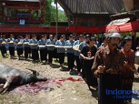 rambu-solo-tana-toraja-60