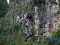 rambu-solo-tana-toraja-80