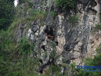 rambu-solo-tana-toraja-83