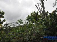 tocempa-tana-toraja-02