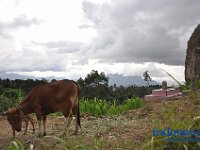 tocempa-tana-toraja-06