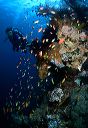 Ambon-Underwater-1-Moluccas-Indonesia..JPG