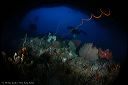 Ambon-Underwater-2-Moluccas-Indonesia..jpg
