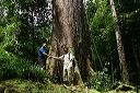 Big Trees at Central Kalimanta Forest.JPG