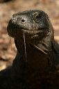 Komodo Dragon at Komodo Island, East Nusa Tenggara.JPG