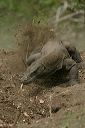 Komodo Island National Park, East Nusa Tenggara.JPG