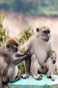 Monkeys at Forest, West Sumatra - Indonesia.JPG