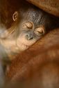 The Orangutan, Central Kalimantan - Indonesia.JPG