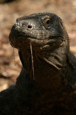 komodo_dragon_at_ko_1c838fe.jpg