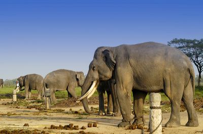 lampung_elephants___1c87ba5.jpg