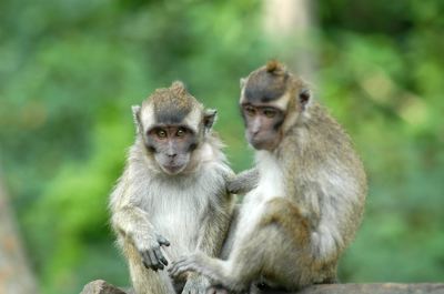 monkeys_at_south_bo_1c83982.jpg