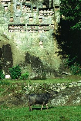 toraja_grave_wall___1c8398d.jpg