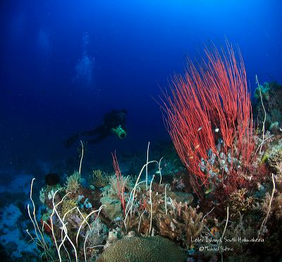 under_water_view_mo_1c83957.jpg