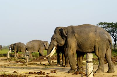 waikambas_elephants_1c8394d.jpg
